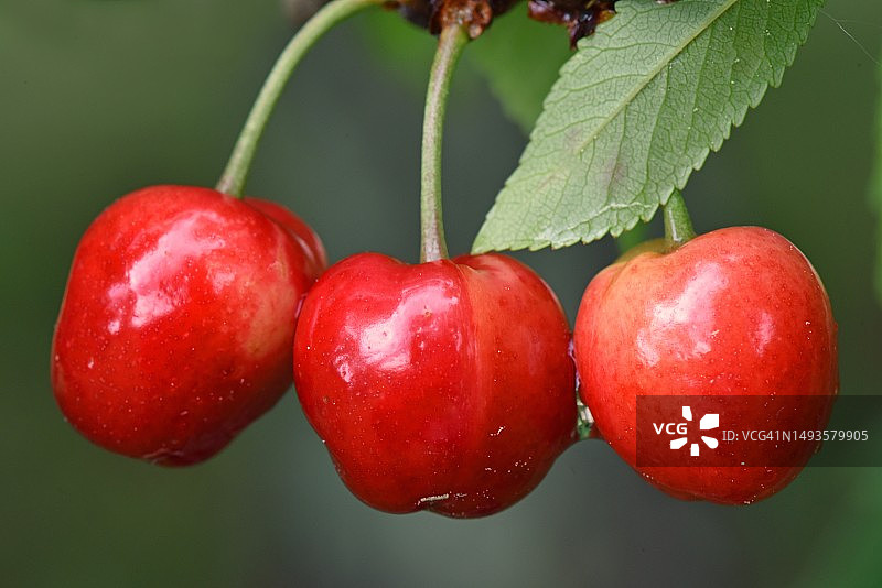 法国，长在树上的红樱桃特写图片素材