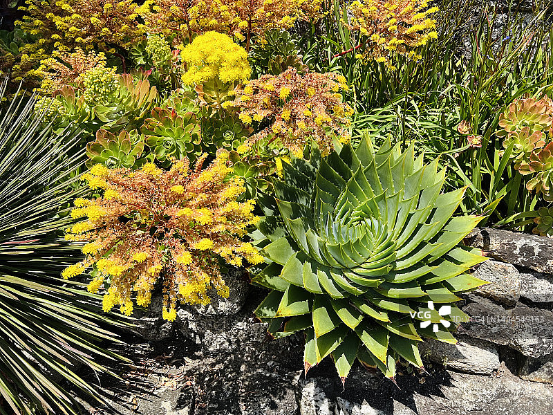 螺旋芦荟(Aloe Polyphylla)植物在花和近距离。也被称为多叶芦荟。图片素材