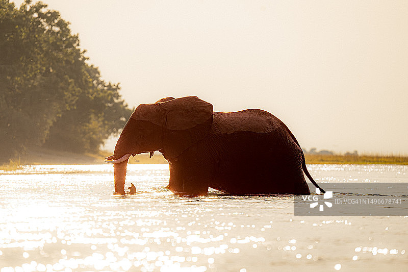 日落时分，博茨瓦纳，湖面上非洲象的剪影映衬着天空图片素材