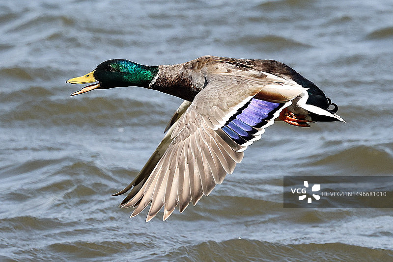 美国内布拉斯加州华盛顿县，鸭子飞过湖面的特写图片素材