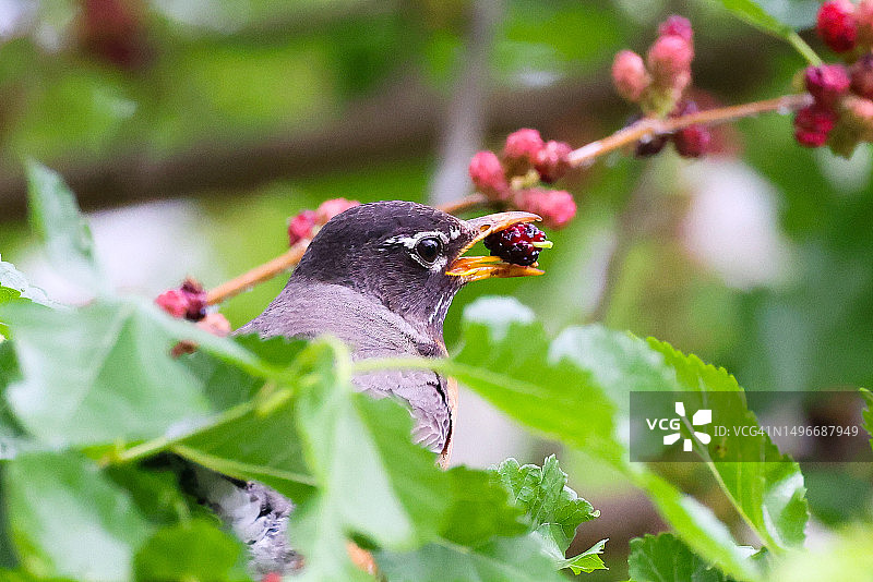 美国内布拉斯加州华盛顿县，知更鸟栖息在植物上的特写图片素材