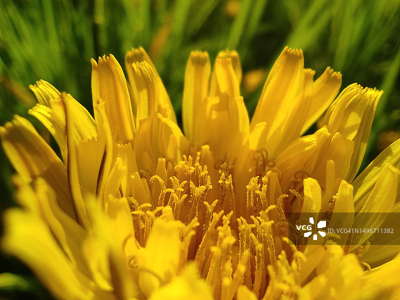保加利亚田野上黄色开花植物的特写图片素材