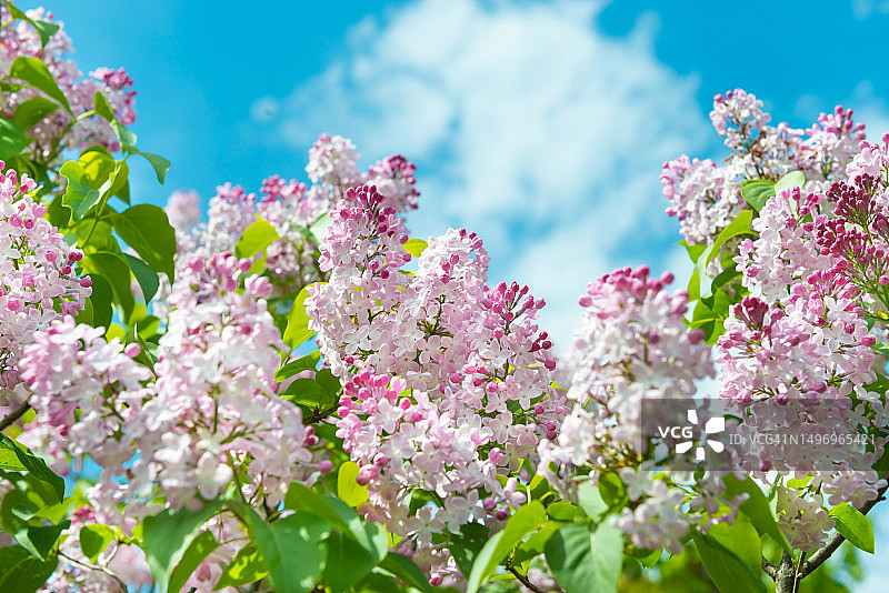 乌克兰春天粉色樱花的特写图片素材