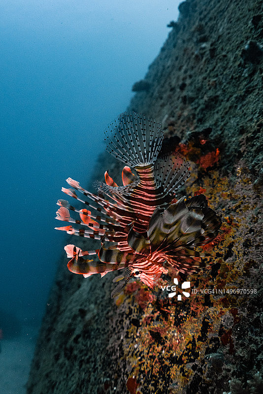 狮子热带蝎子鱼在海里游泳的特写，马尔代夫图片素材