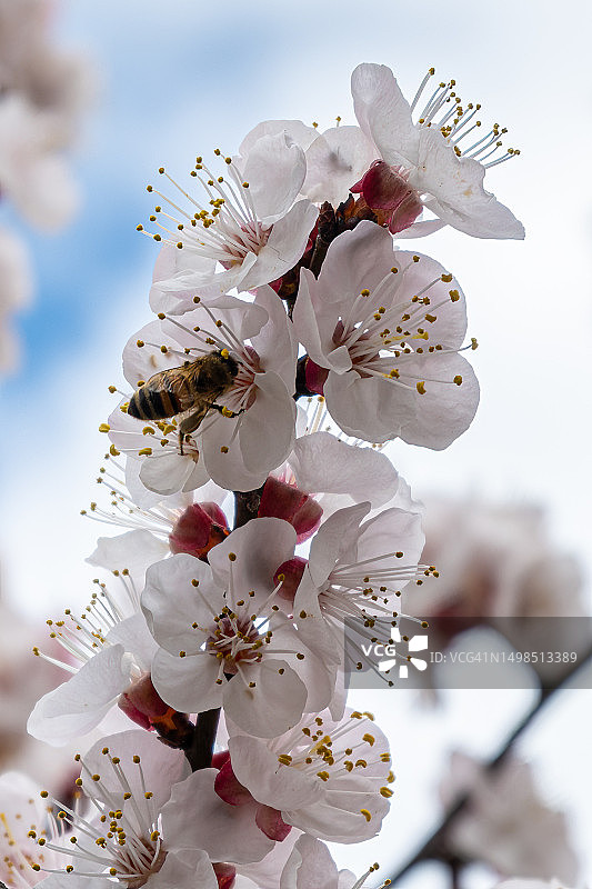 樱花对着天空的特写，Morrovalle,Macerata，意大利图片素材