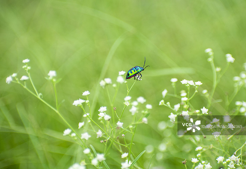一只色彩斑斓的甲虫图片素材