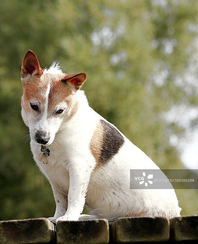 爱尔兰，一只纯种小猎犬坐在木头上图片素材