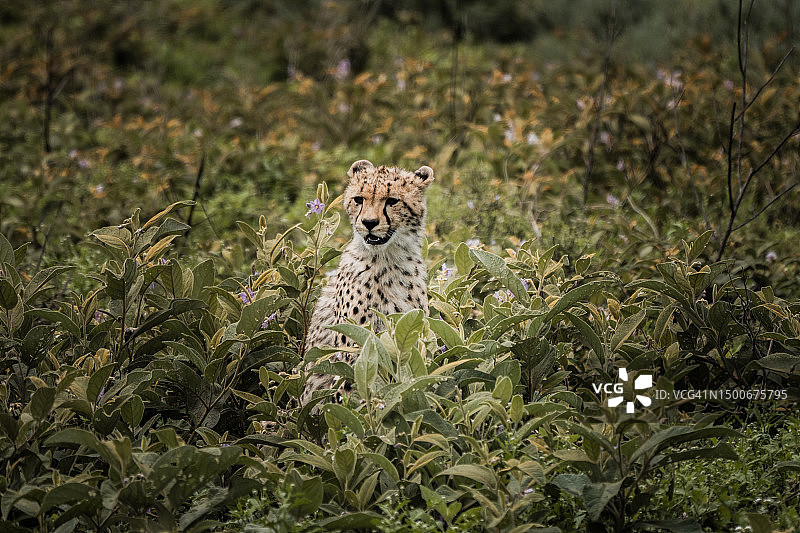 猎豹猎人,坦桑尼亚图片素材