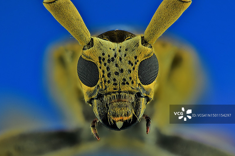 斯里兰卡加勒，昆虫的特写肖像图片素材