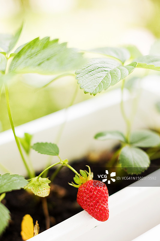 草莓植物，果实成熟图片素材