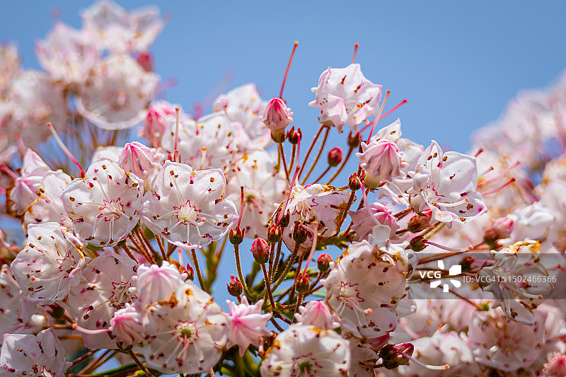 春天粉红色的樱花特写图片素材