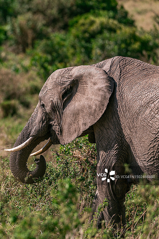 站在草地上的小象的侧视图，肯尼亚图片素材