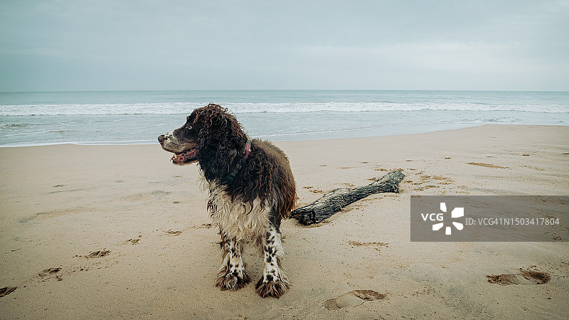 海滩上的一只西班牙猎犬图片素材