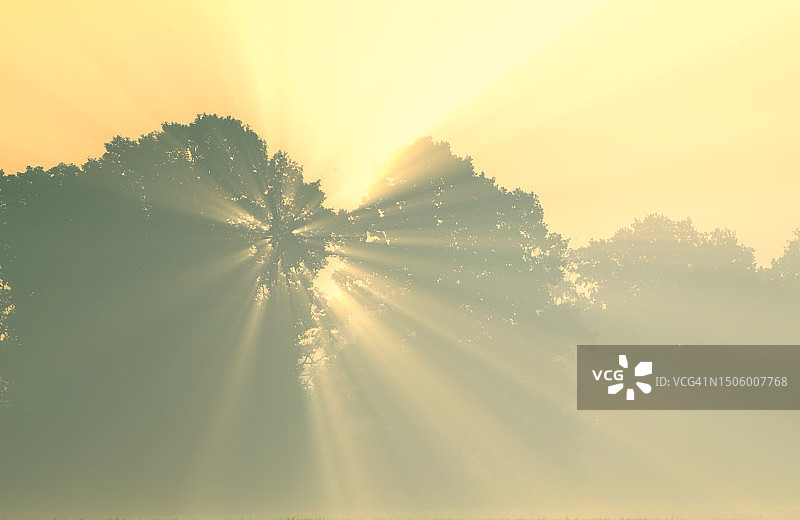 日落时阳光穿过树木的美景图片素材
