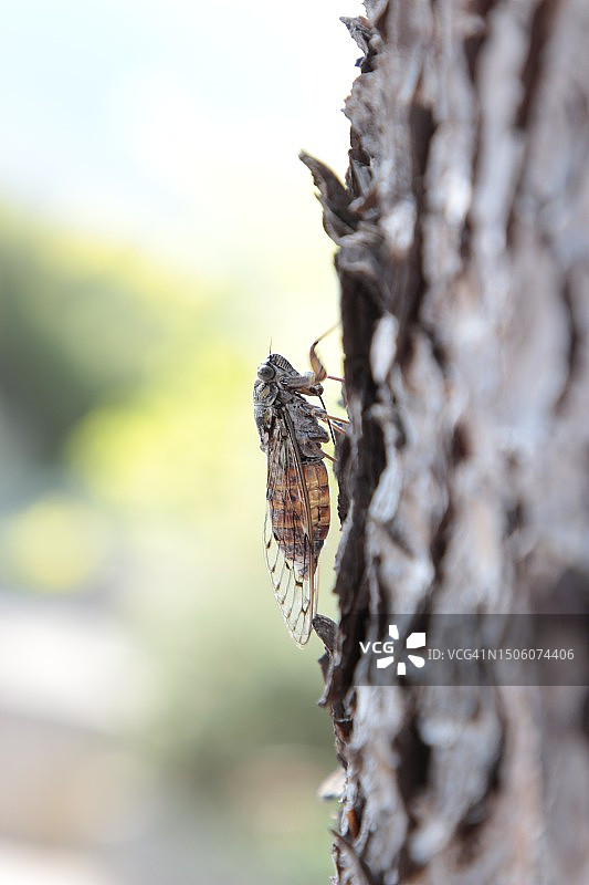 法国卡西斯树干上的昆虫特写图片素材