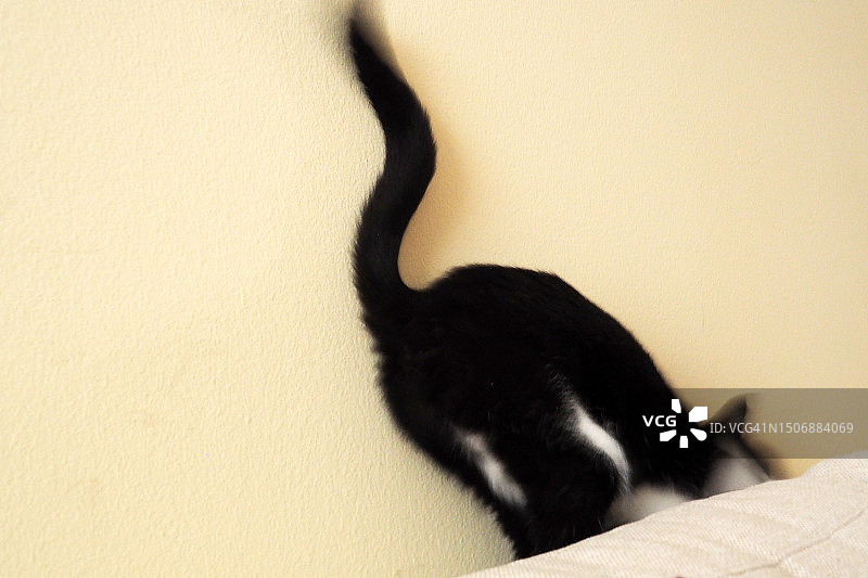 黑白小猫跳跃，动作模糊图片素材