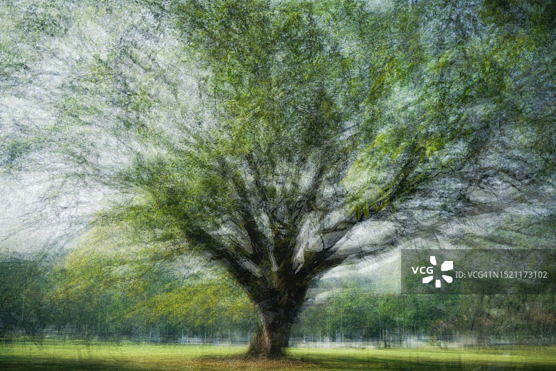 神圣的榕树3D多层油漆图片素材