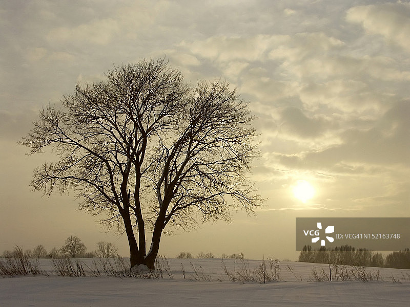 冬天黄昏的树图片素材