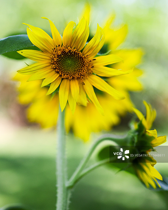 黄色开花植物的特写，布莱尔，内布拉斯加州，美国图片素材