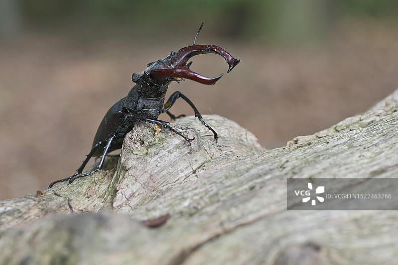 鹿角甲虫，德国下萨克森州埃姆斯兰图片素材