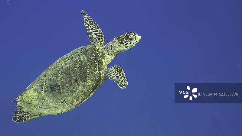 玳瑁海龟(Eretmochelys brbricata)或Bissa在红海的蓝色海洋中游泳图片素材