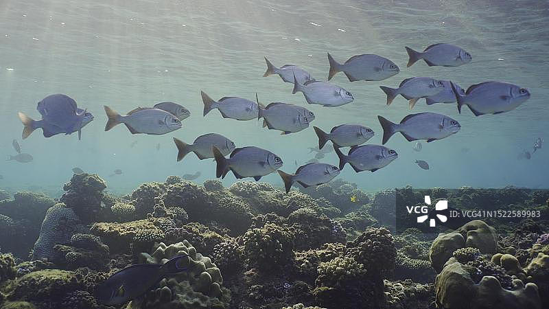 鱼群水下的阳光和阳光照射平静和放松的海洋风景背景。埃及红海，一群幼鱼在清晨的阳光中游泳图片素材