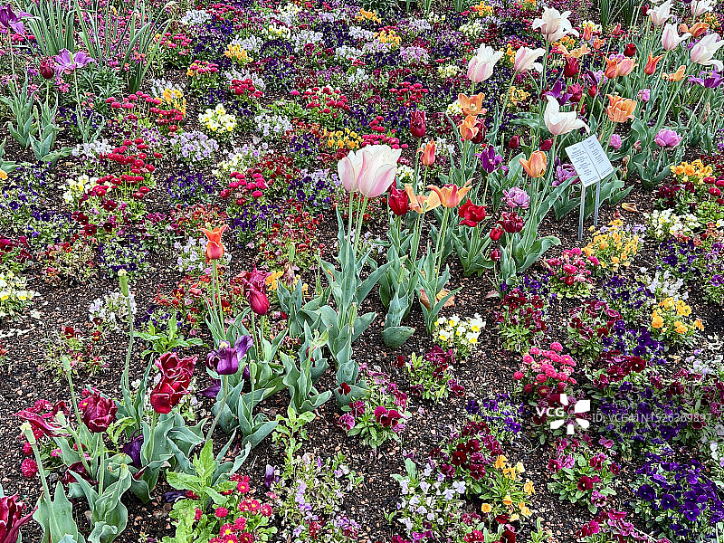 在德国曼海姆的“Bundesgartenschau”花展上，花坛上混合着不同颜色的花朵图片素材