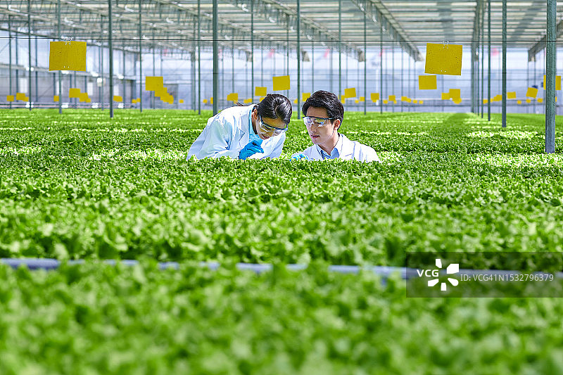 两位亚洲青年研究员在蔬菜大棚检查植物图片素材