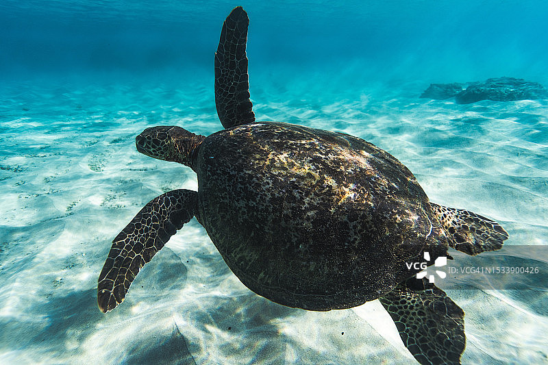 海绿海龟在海中游泳的特写图片素材