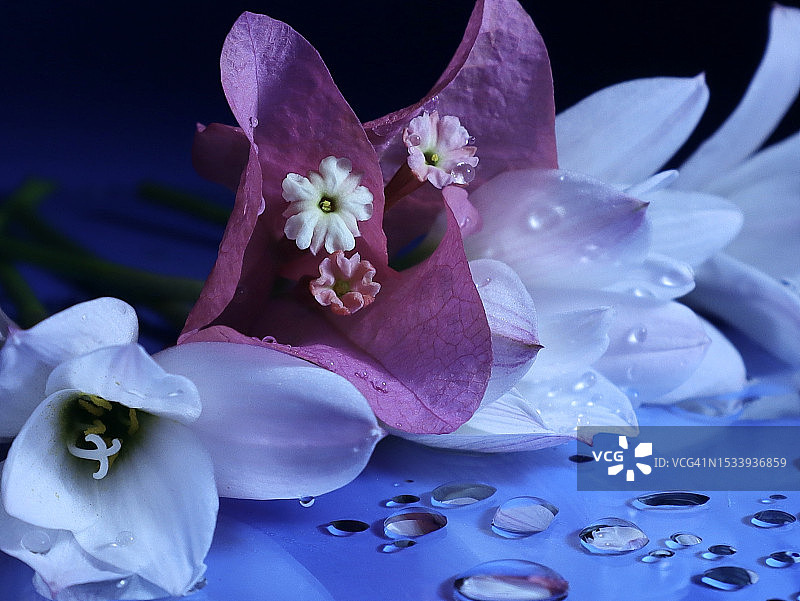 湿紫色花朵的特写图片素材