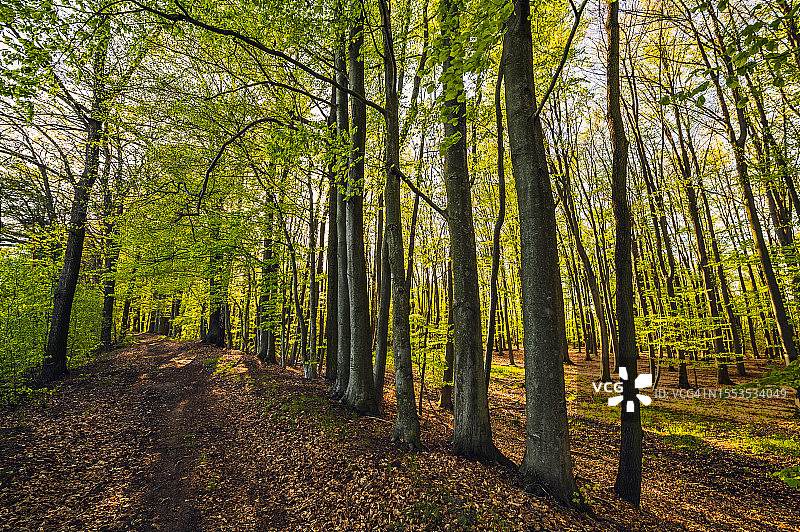 波兰，秋天森林里的树木图片素材