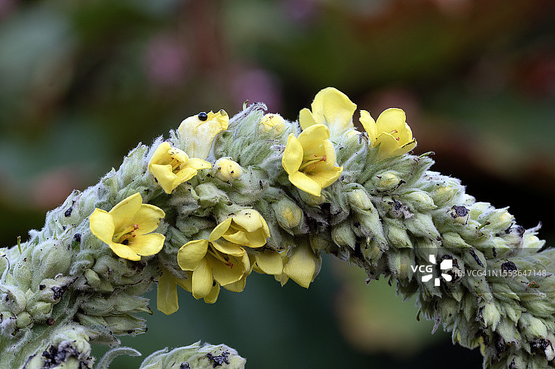 黄色开花植物特写，英国，英国图片素材