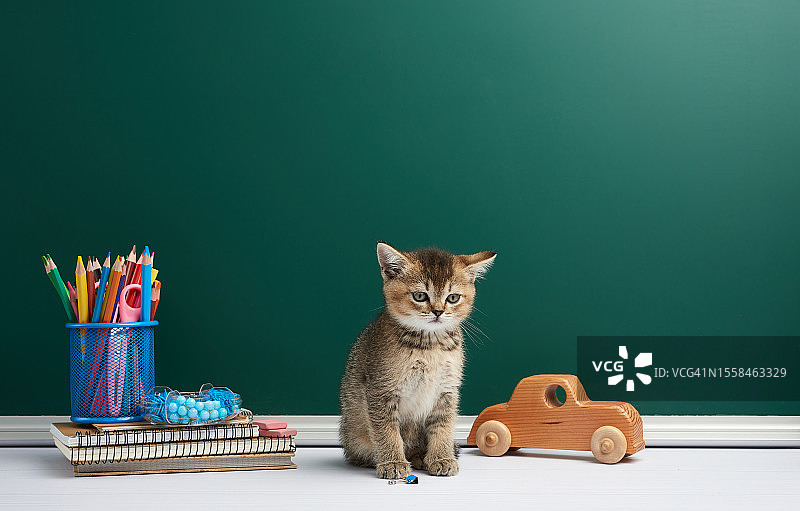 乌克兰，一只苏格兰直猫和学校用品一起坐在桌子上，背景是一块绿色的学校黑板图片素材