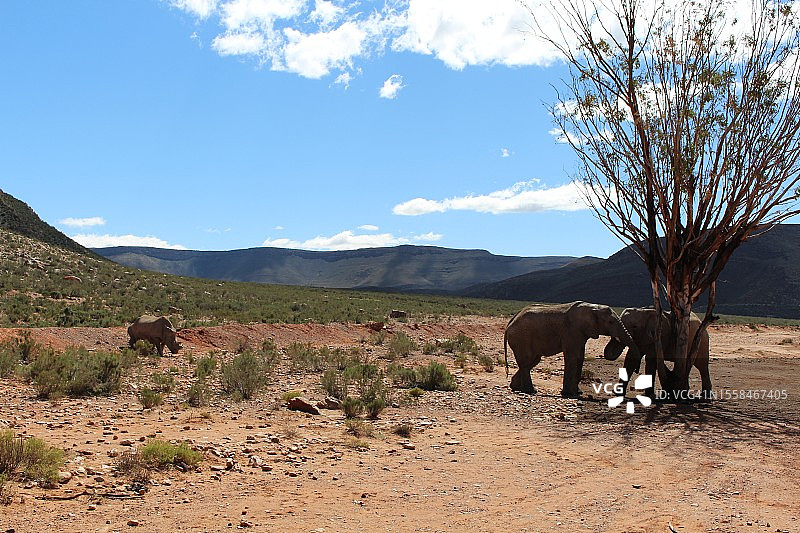 非洲沙漠象和犀牛站在天空衬托下的田野的侧视图图片素材