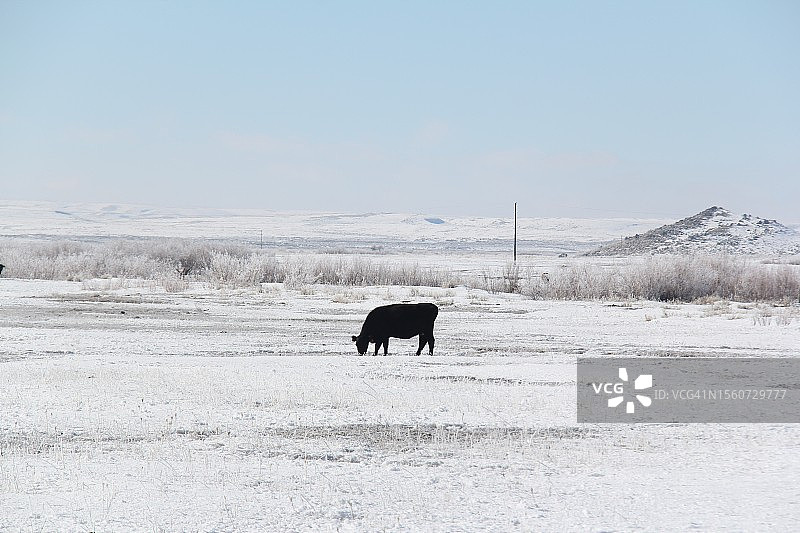 一只斗牛梗犬在积雪覆盖的田野上，爱达荷州，美国图片素材