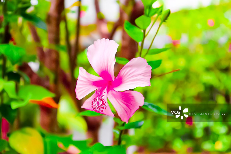 绽放的粉色花朵:大自然中的宏观美特写图片素材