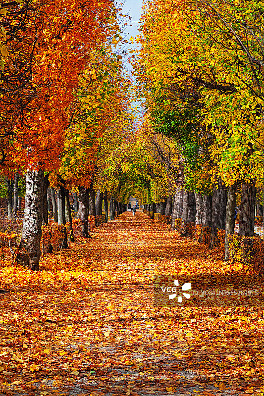 奥地利维也纳，秋天公园里被树叶覆盖的空旷小巷图片素材