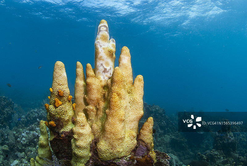 受石珊瑚组织流失病影响的病柱珊瑚图片素材