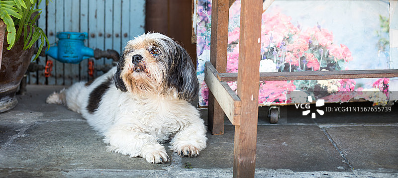 可爱的老狗在泰国曼谷的人行道上休息图片素材