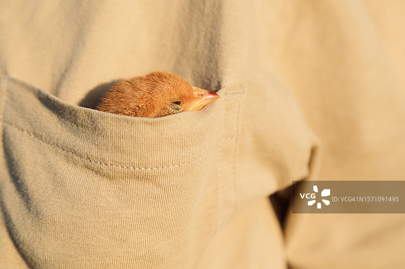 可爱的小鸡宝宝睡在衬衫口袋里。图片素材