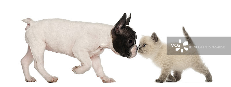 法国斗牛犬和英国短毛猫互相嗅图片素材
