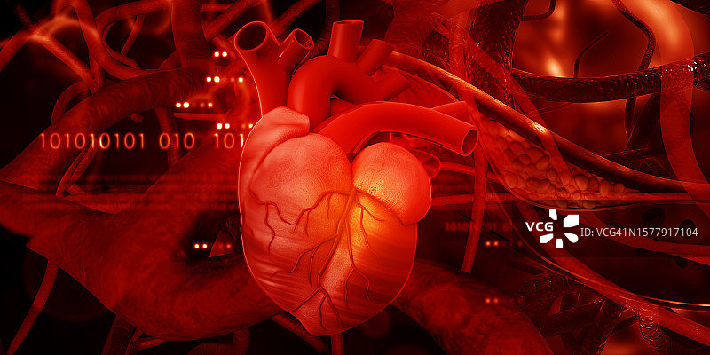 人体心脏解剖图片素材