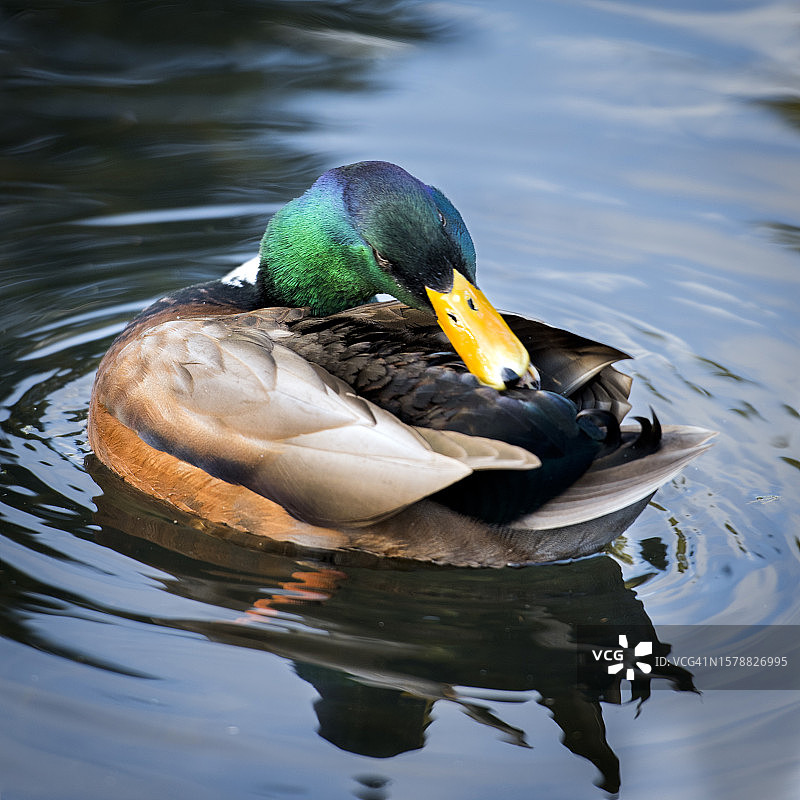 爱尔兰都柏林郡，一只绿头鸭在湖中游泳的特写镜头图片素材