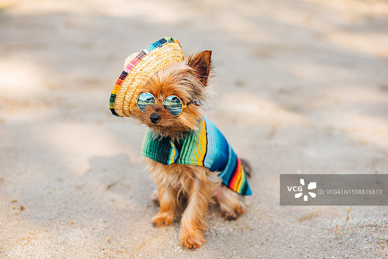 穿着墨西哥宠物服装的约克郡狗图片素材