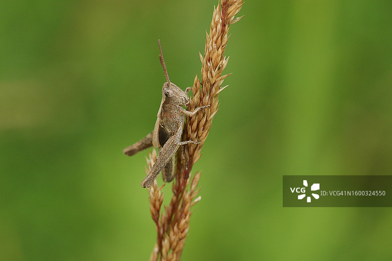 一只普通的草地蚱蜢(Chorthippus brunneus)在草地的草籽上休息。图片素材