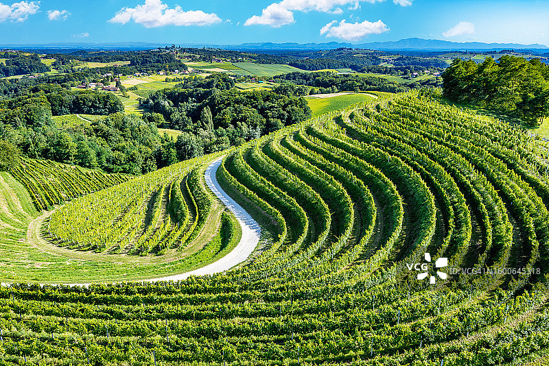 风景如画的葡萄园景观，以充满活力的葡萄藤为特色，从葡萄藤到收获边缘的葡萄之旅的快照，涵盖了酒庄农业领域内葡萄栽培的精髓。克罗地亚图片素材