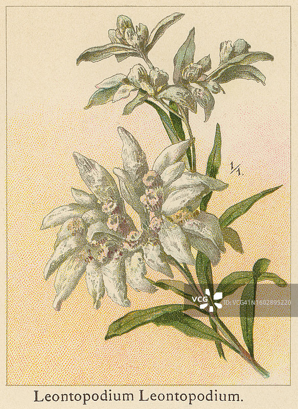 植物学，高山植物-雪绒花(Leontopodium nivale或Gnaphalium Leontopodium)图片素材