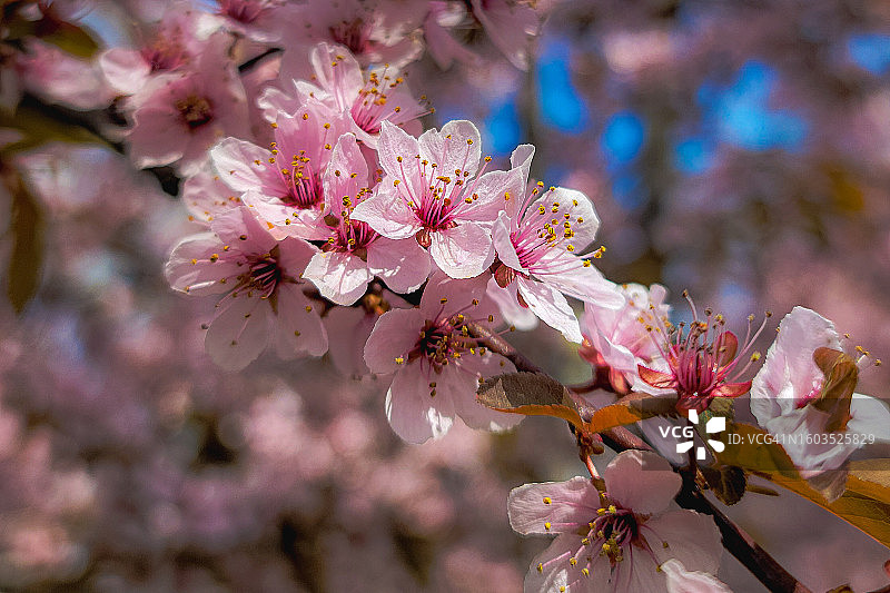春天里粉红色的樱花特写，美国俄勒冈州雷德蒙德图片素材