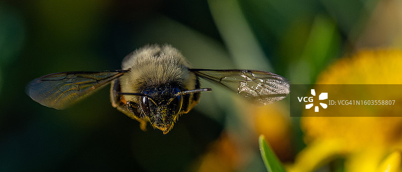 蜜蜂在花上的特写图片素材