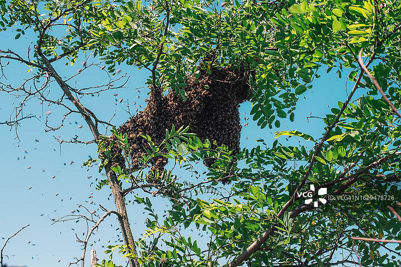 许多蜜蜂在一根树枝上。野生蜜蜂。蜜蜂从蜂房逃跑。养蜂。养蜂场。生态产品。蜂巢。图片素材